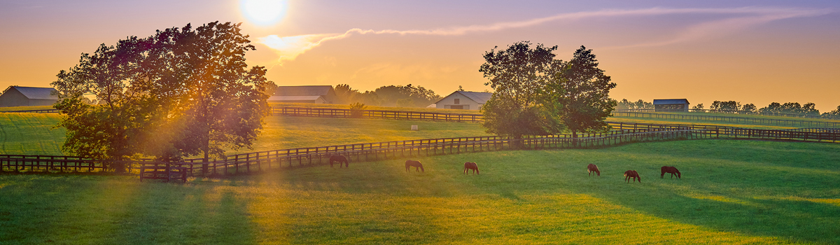 thoroughbreds on kentucky horse farm with sunset