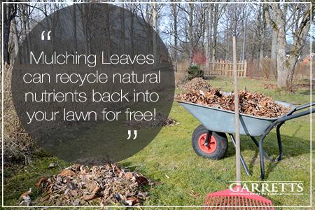 Mulching leaves picture.